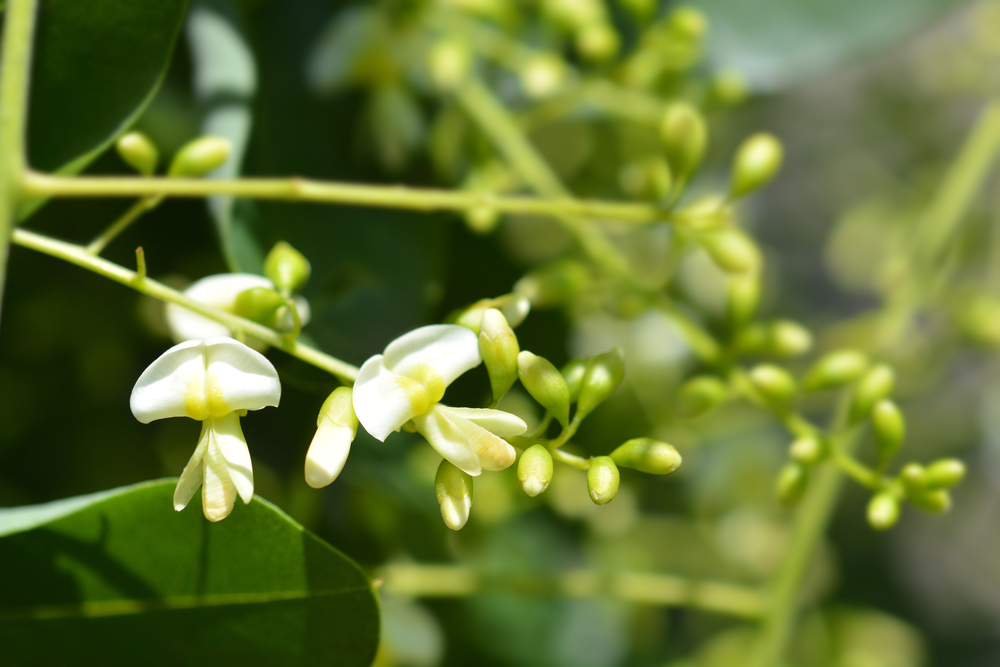 ケルセチン配糖体を含むエンジュ（マメ科植物）